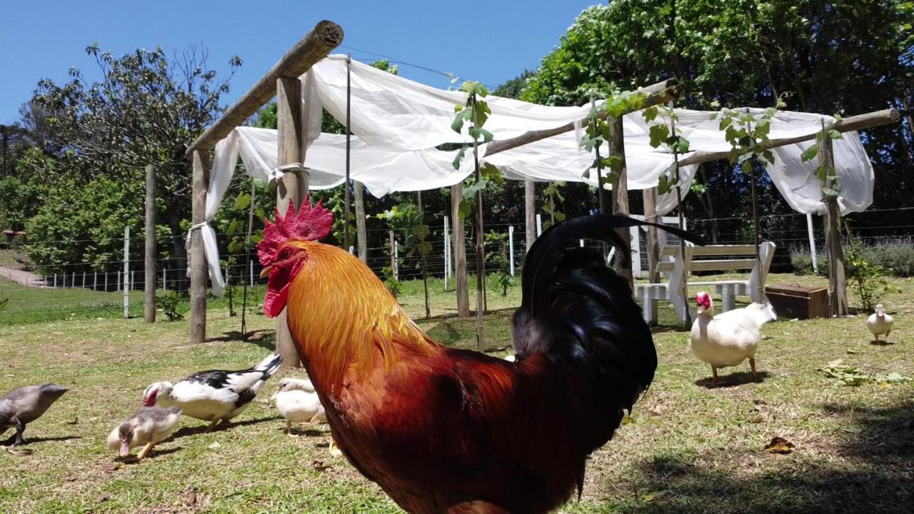 Bento Gonçalves Casa Na Arvore Com Hidro, Piscina, Trilha, Cavalo מראה חיצוני תמונה
